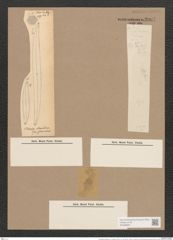 Pleurosigma angulatum var. elongatum (W.Sm.) V.H. (de-Toni-Nr.: Genus 13, Species 1001) Zeichnungen Sammlung Grunow Nr. 2007 (NHMW-BOT-W0368855)